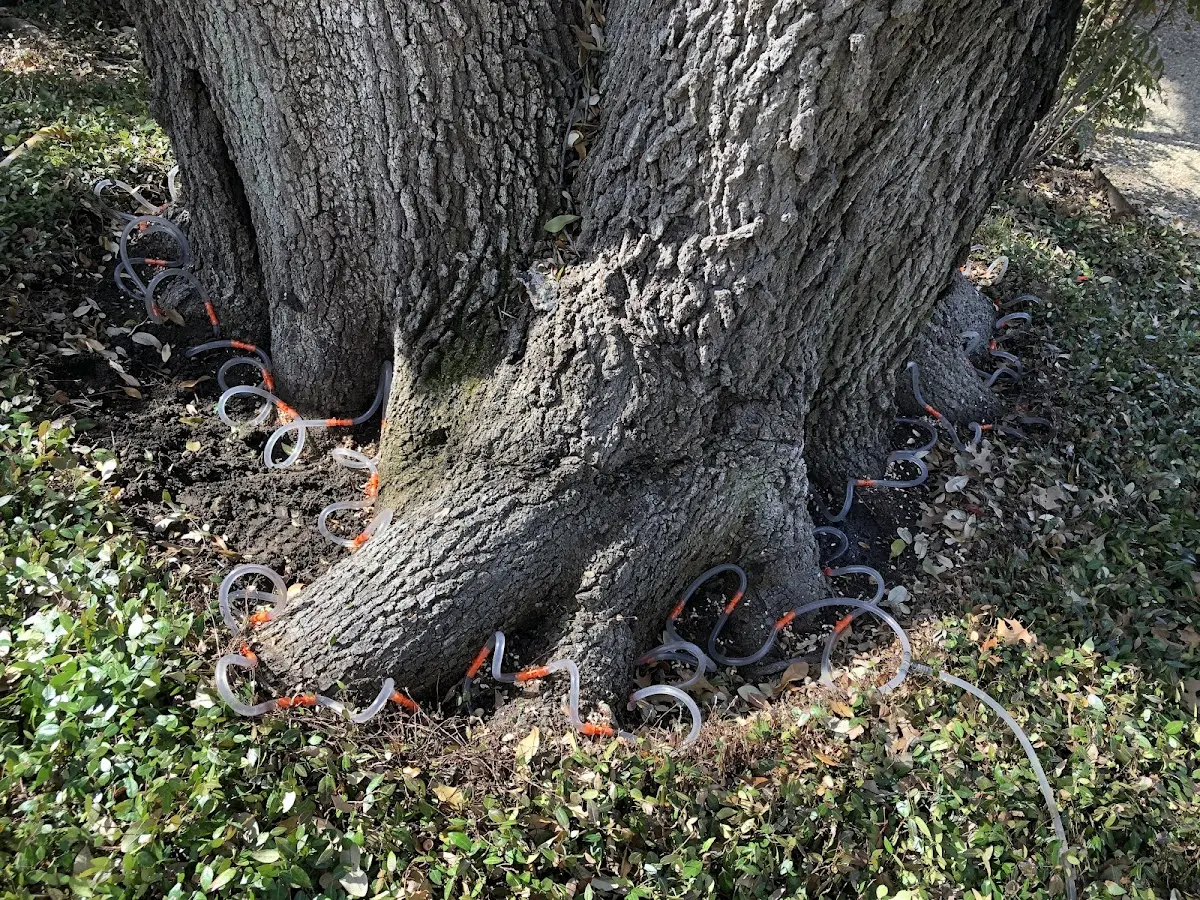 Detailed Tree Cabling and Bracing job site in Hooversville