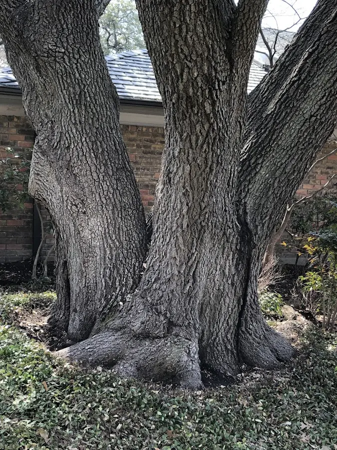 Mature heritage tree close to a Hooversville property cared for by certified arborists